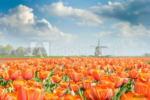 Beautiful red tulip field at sunny day
