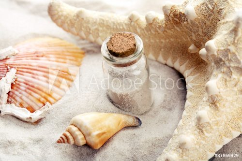 Beautiful sea composition with shells close up - 901145149