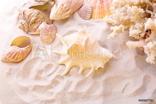 Beautiful seashells on sand background - 901145145