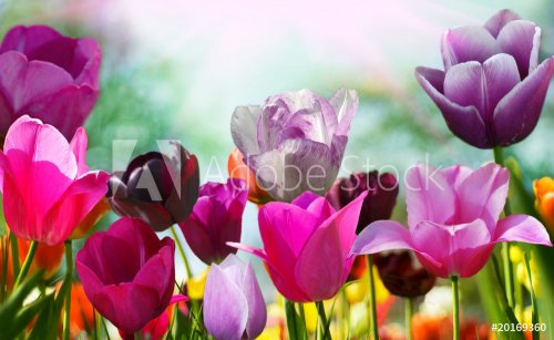 Beautiful spring flowers, tulips - 900019614