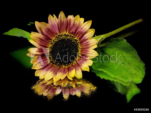 beautiful sunflower - 901142651
