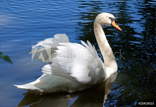 beautiful swan on black background - 900636491