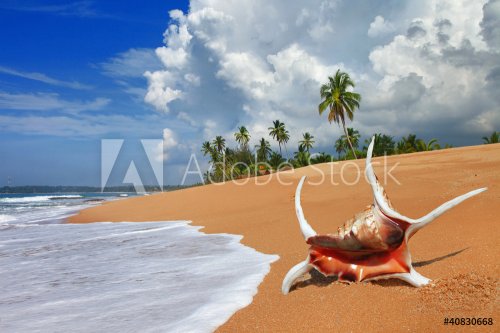 beautiful tropical beach scenery with shell - 900354169