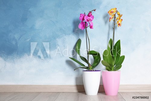 Beautiful tropical orchid flowers in pots on floor near color wall. Space for... - 901152601