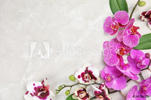Beautiful tropical orchid flowers on light background, top view. Space for text - 901152600