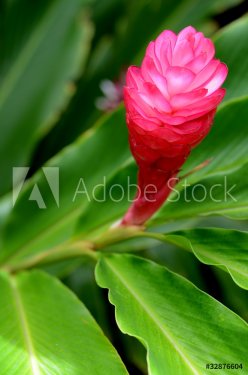 Beautiful Tropical Red Ginger (Alpinia Purpurata) Flower - 901138462