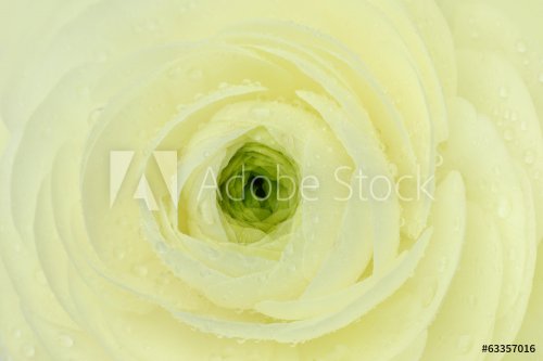 Beautiful wet white flower macro background