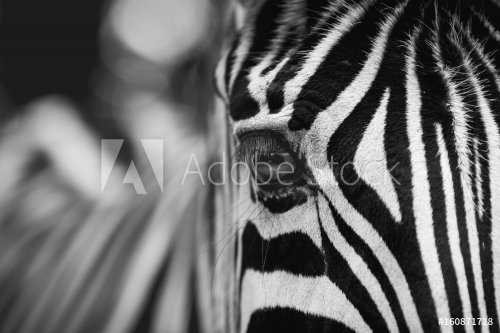 Beautiful Zebra Eye in zoo - 901152947