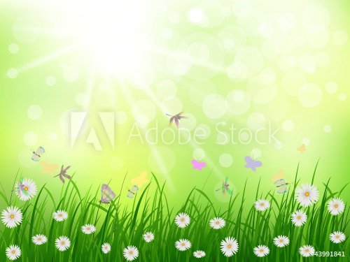 beauty grass and daisy flower bakground in the morning - 900949542