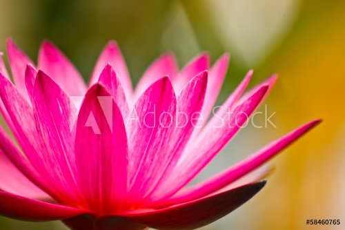 beauty of lotus - 901147078