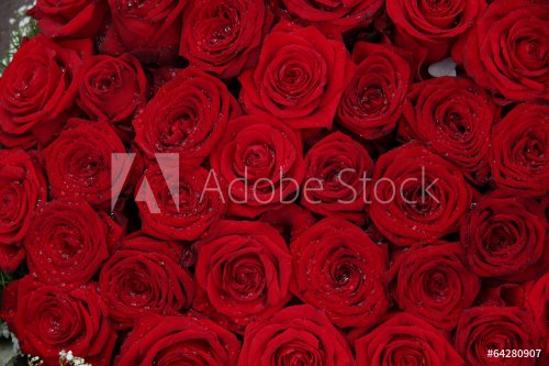 Big group of red roses - 901144193
