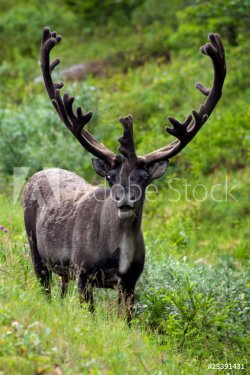 big reindeer standing in the wild - 900186121
