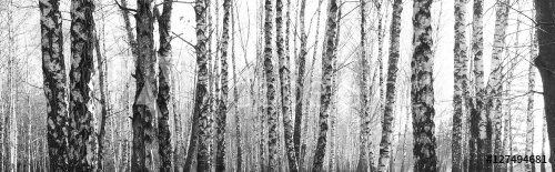 birch forest, black-white photo, autumn landscape, beautiful panorama - 901153012