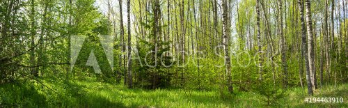 birch forest panorama in summer. Sun in the park - 901154106