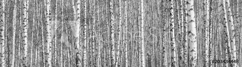 Birch grove on a sunny spring day, landscape banner, huge panorama, black-and... - 901152998