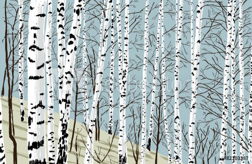 birchwood in the spring