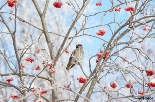 Bird waxwing sitting among the rowan in the frost