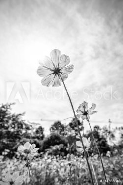 Black and white fine art of the cosmos flower - 901149231