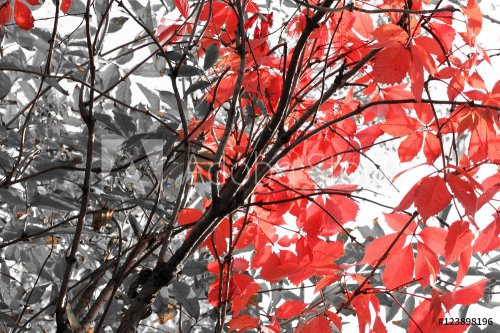 Black and white photo with red leaves of grapes