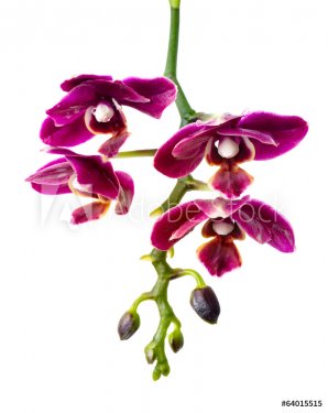 Blooming beautiful dark-cherry  mini orchid is isolated on the w
