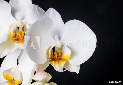 Blooming beautiful white orchid, phalaenopsis on a black backgro - 901142871