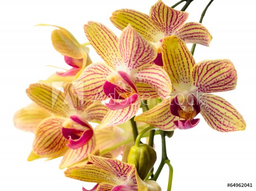 Blooming branch striped orchids closeup, phalaenopsis is isolate - 901142874