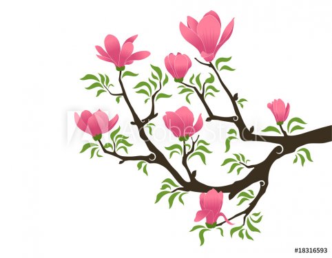 blooming magnolia - 901137913