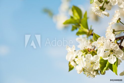 blossom apple tree - 900405930