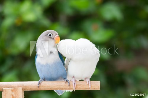 Blue and white lovebird standing on the perch on blurred garden background