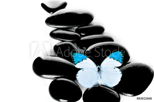 Blue Butterfly and black stones.