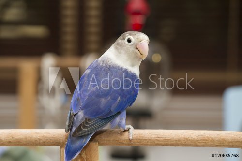 Blue lovebird sitting on the perch in the house