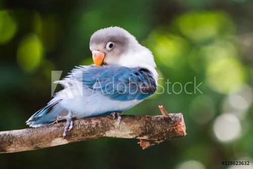 Blue lovebird standing on the tree in garden on blurred bokeh ba