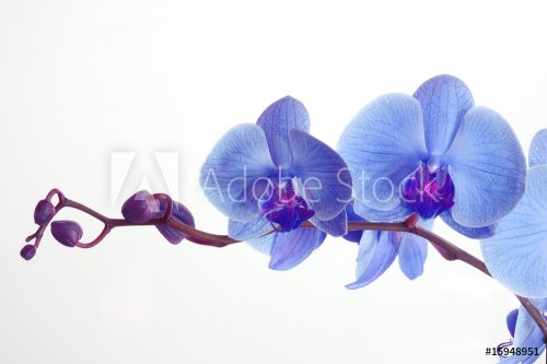 Blue orchid - 900003253