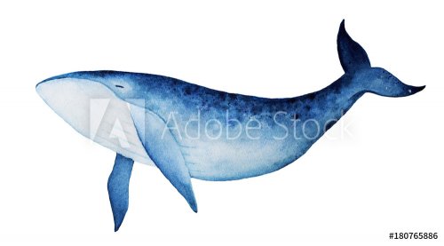 Blue whale watercolor illustration. Spirit animal, totem, wisdom holder, history keeper, peaceful strength, inner truth, creativity, emotional rebirth. Hand drawn painting, isolated, white background.