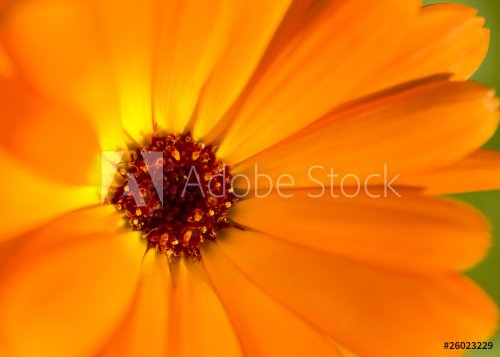 Blütenzauber Orange Gelb - 900623149