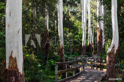 Boarded walkway on a path through eucalyptus trees with bare white trunks in ... - 901153048
