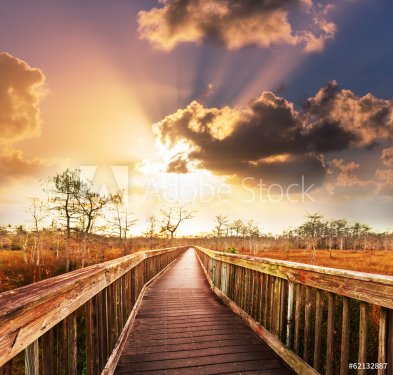 Boardwalk in swamp - 901143302