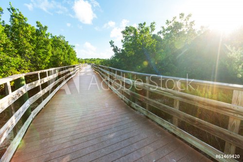 Boardwalk in swamp - 901143303