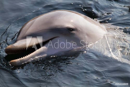 Bottlenose dolphin or Tursiops truncatus