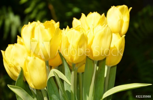 bouquet de tulipes jaunes
