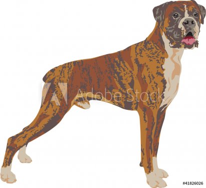Boxer dog breed - 900459250