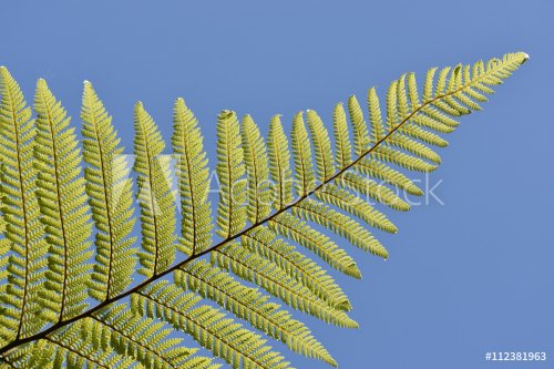 Branch of new Zealand giant fern in bright sun light with blue sky in backgro... - 901148896