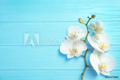 Branch with beautiful tropical orchid flowers on color wooden background, top view. Space for text