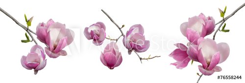 branches blooming magnolia isolated - 901147271