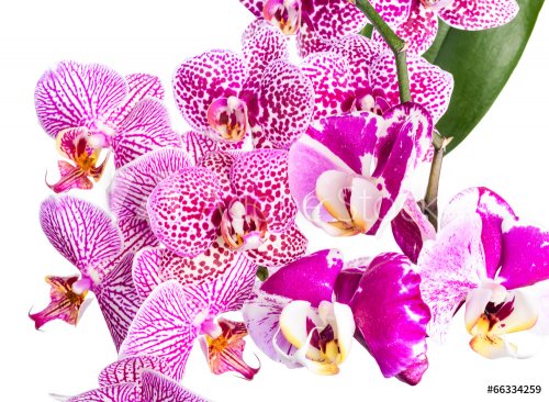 Branches of blooming multicolored mottled purple orchid flower,