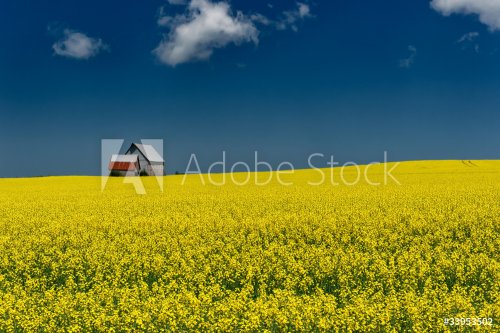 Bright Yellow mustard field against blue sky - 900282024