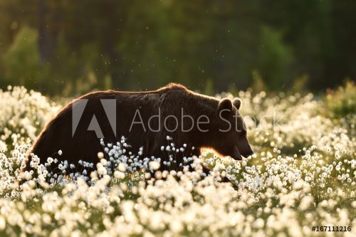 Brown bear walking in cotton grass at summer evening