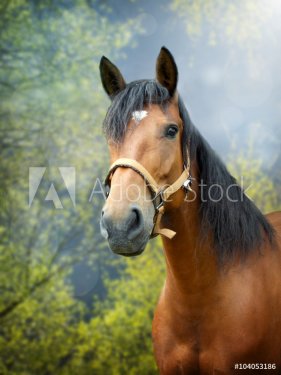 Brown horse in spring landscape - 901151480
