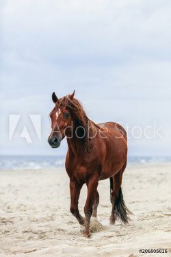 Brown horse walking by the sea on the sandy beach.