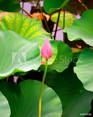 Bud of lotus flower